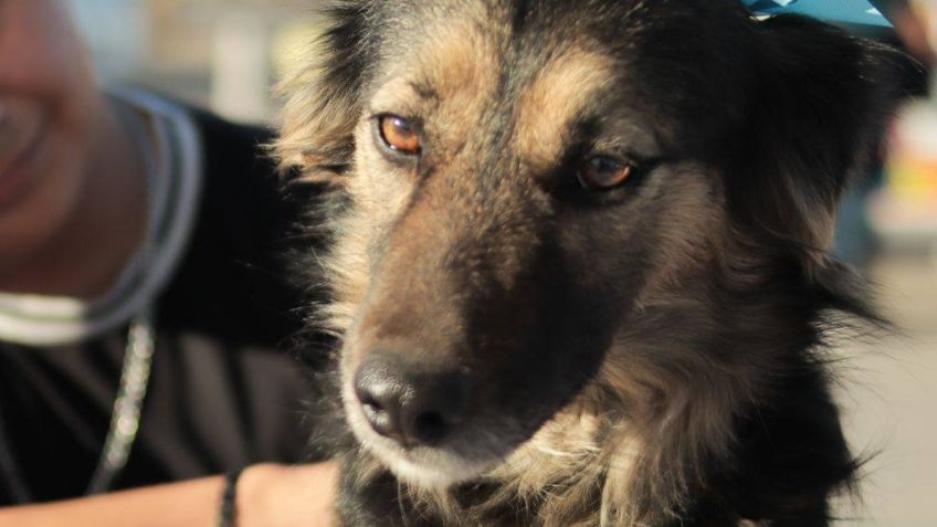 Guaymas: Realizarán jornada de adopción canina este domingo en el malecón