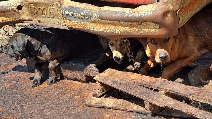 Dan prisión preventiva a carnicero por venta de carne de perro en Mexicaltzingo, Edomex