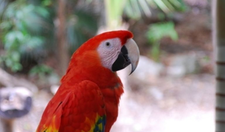 La cantidad de guacamayas también a disminuido a nivel mundial 