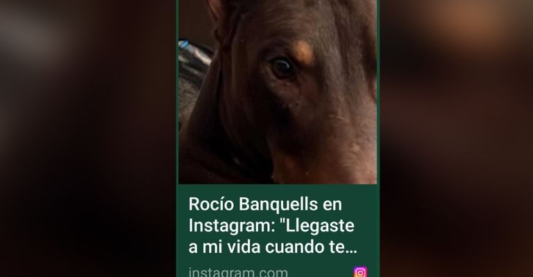 Rocío Banquells llena de luto Televisa al despedirse de su hijo perruno