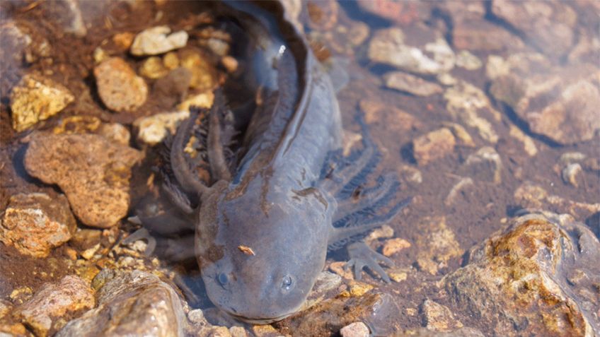 Día Mundial de la Vida Silvestre: ¿Cuáles animales están en peligro de extinción?