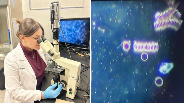 Doctora navojoense descubre el primer caso confirmado de Lyme en la región del Mayo