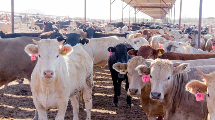 Sonora: Cierran la frontera de Nogales para la exportación de ganado sonorense