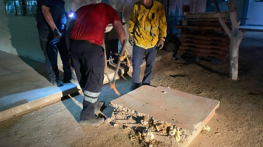 Bomberos retiran panel de abejas del Cobach Empalme, tras ataque a menores de edad