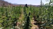 Foto ilustrativa de la nota titulada Duro golpe al crimen organizado: Destruyen plantíos de marihuana en la sierra de Álamos