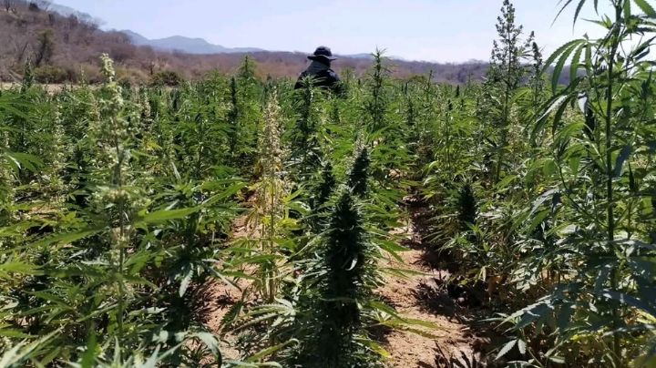 Duro golpe al crimen organizado: Destruyen plantíos de marihuana en la sierra de Álamos