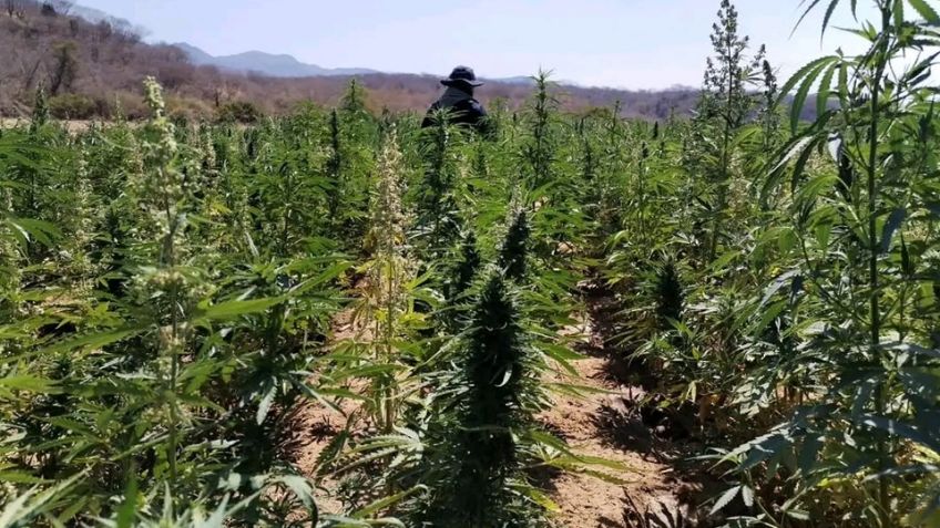 Duro golpe al crimen organizado: Destruyen plantíos de marihuana en la sierra de Álamos