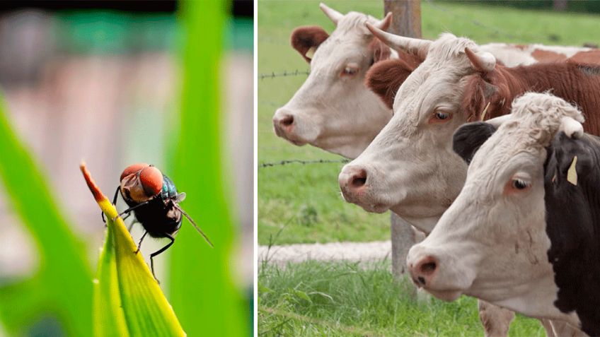 Gusano barrenador: Descubre en qué consiste y los síntomas de nueva enfermedad en México