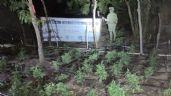 Foto ilustrativa de la nota titulada Dan duro golpe al narco en Sinaloa: Autoridades destruyen plantío de marihuana en Elota