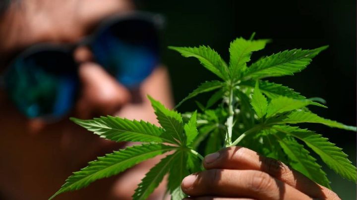 La legalización de la marihuana en México: una iniciativa que sigue estando lejos de concretarse