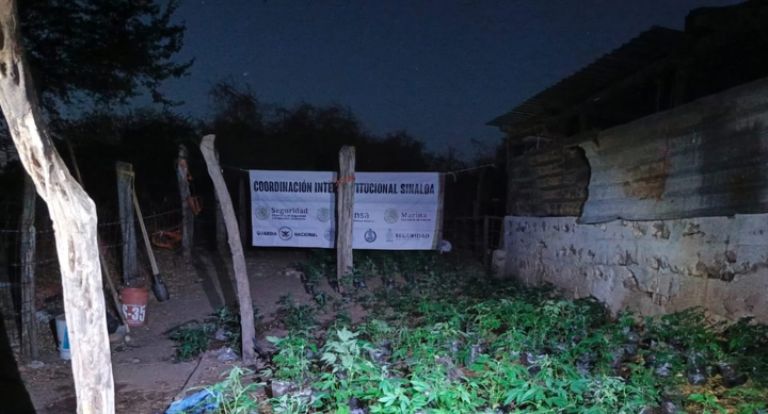 Destruyen plantío de marihuana en Sinaloa. Foto: Facebook