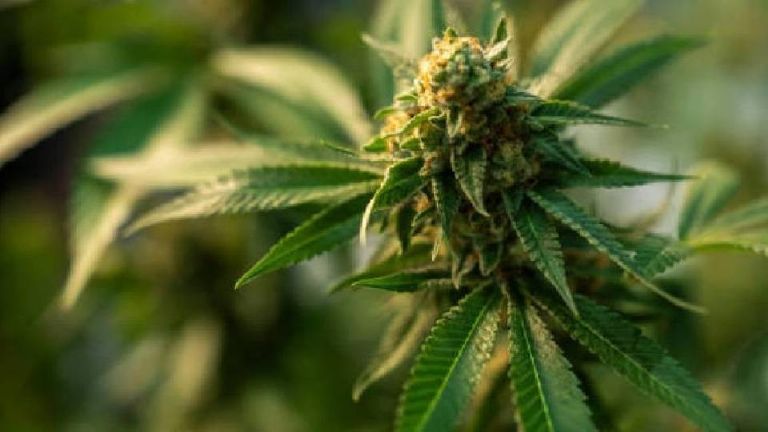 La legalización de la marihuana en México: una iniciativa que sigue estando lejos de concretarse