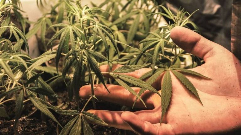 La legalización de la marihuana en México: una iniciativa que sigue estando lejos de concretarse