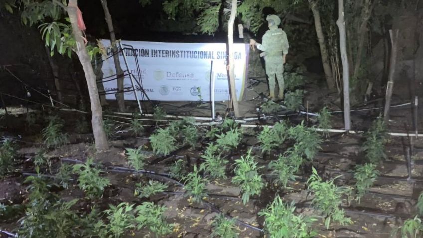Dan duro golpe al narco en Sinaloa: Autoridades destruyen plantío de marihuana en Elota