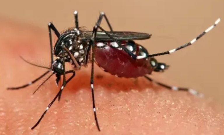 Mosquito./ Créditos: Internet