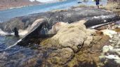 Foto ilustrativa de la nota titulada Guaymas: Ballena jorobada aparece muerta en Miramar; ambientalistas investigan causas 