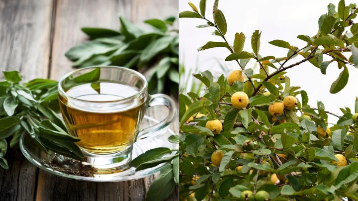 Además de ayudar a bajar de peso, ¿Qué usos o beneficios puede tener el té de guayaba?