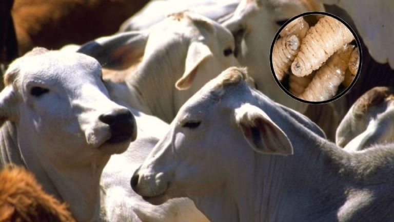 Senasica realiza vigilancia epidemiológica constante