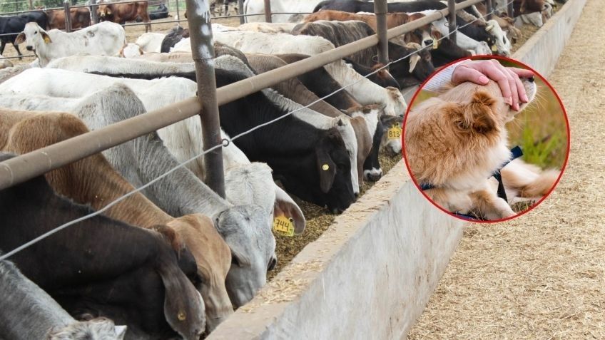 En Chiapas, encuentran otro caso de gusano barrenador, ahora en un perro