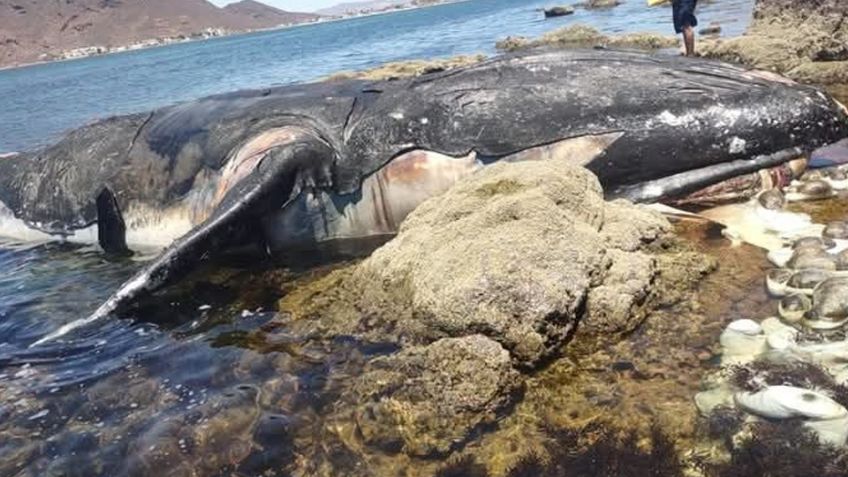 Guaymas: Ballena jorobada aparece muerta en Miramar; ambientalistas investigan causas 