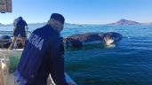 Foto ilustrativa de la nota titulada Marina remolca mar adentro a ballena que apareció muerta en la playa de Guaymas