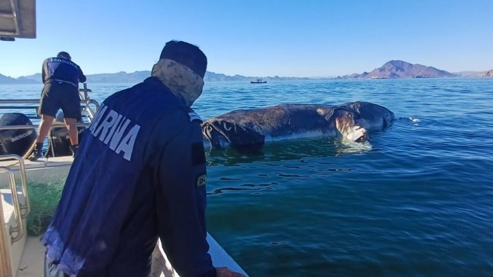 Marina remolca mar adentro a ballena que apareció muerta en la playa de Guaymas