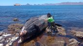 Foto ilustrativa de la nota titulada Extraña mortandad de ballenas preocupa a investigadores y ambientalistas de Guaymas