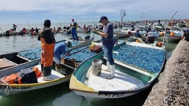 Pesca de aguamala no resulta redituable en Guaymas y Empalme; optan por el calamar