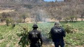 Foto ilustrativa de la nota titulada Destruyen plantío de marihuana en sierra de Sonora; queman 21 toneladas de la droga