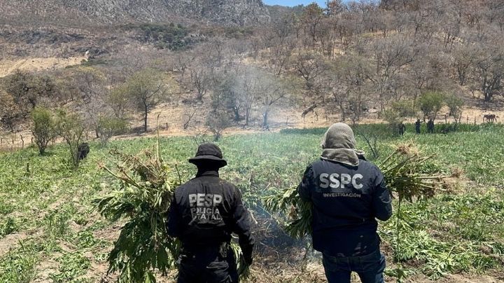 Destruyen plantío de marihuana en sierra de Sonora; queman 21 toneladas de la droga