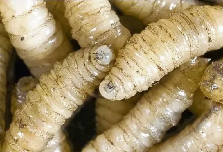 México ha comenzando a presentar un gran brote de gusano barrenador