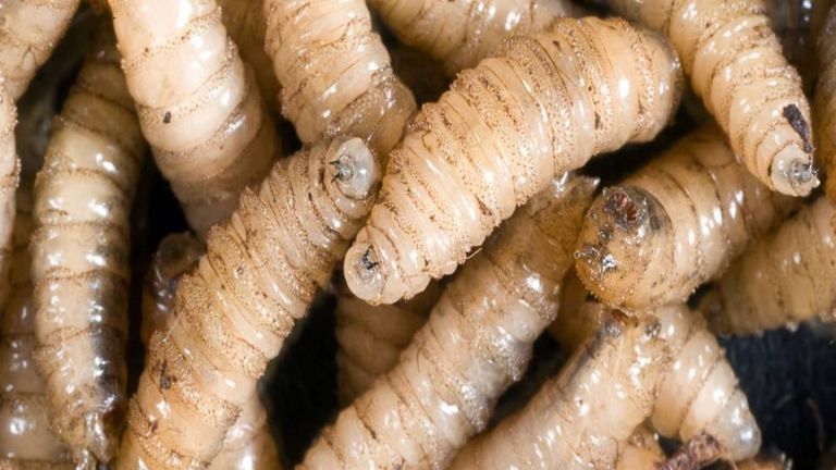 Julio Berdegué responde carta de Estados Unidos sobre brote de gusano barrenador en México