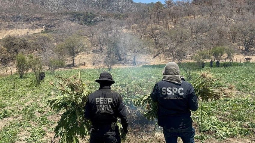 Destruyen plantío de marihuana en sierra de Sonora; queman 21 toneladas de la droga