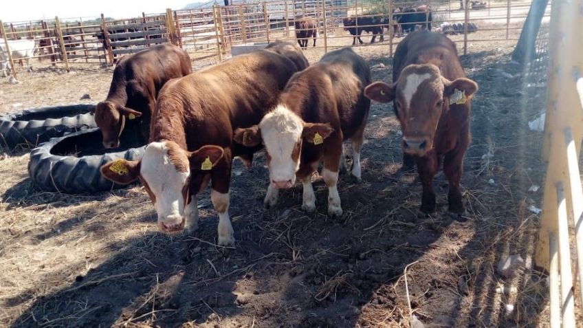 Ganadería sonorense mantiene estándares de calidad: Sader ante gusano barrenador