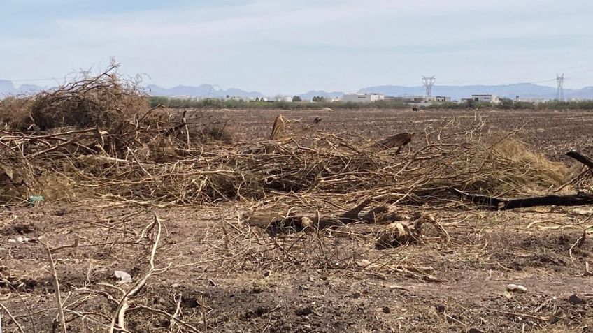 Constructoras deberán reponer árboles talados en Cajeme, afirma Desarrollo Urbano