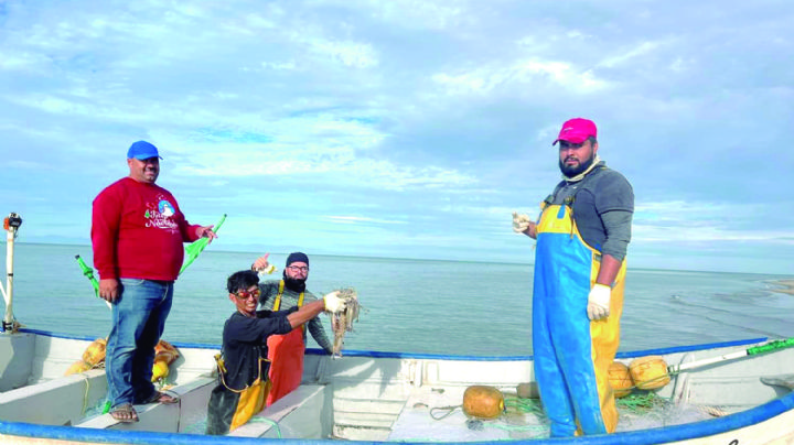 Inicia veda en Sonora: La temporada camaronera cierra como la peor desde hace 15 años