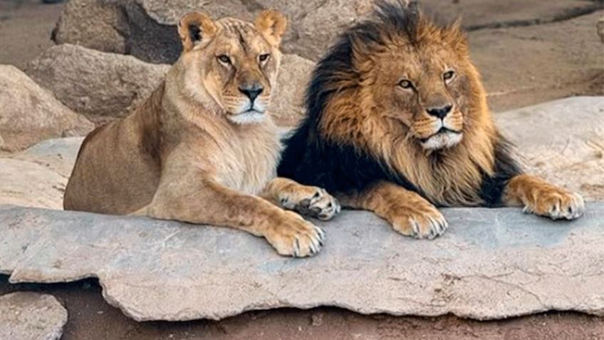 ¿Qué necesitas saber para visitar el Centro Ecológico de Sonora en Semana Santa?