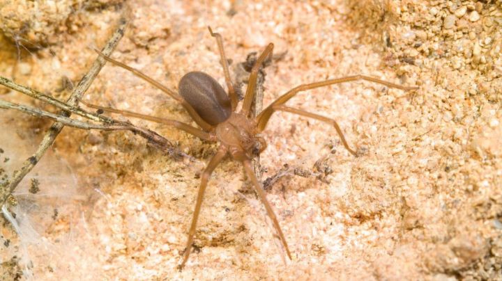Cómo actuar si te pica una araña violinista: Primeros auxilios esenciales