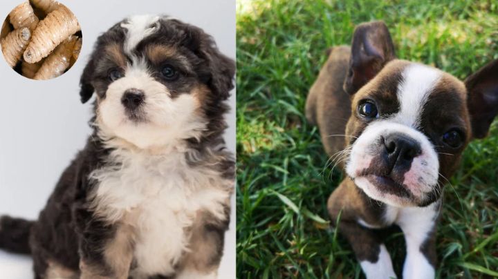 Gusano barrenador, ¿es mortal para tus mascotas?: Métodos de prevención