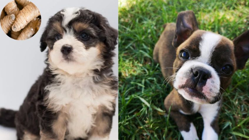 Gusano barrenador, ¿es mortal para tus mascotas?: Métodos de prevención