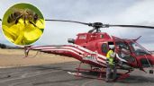 Foto ilustrativa de la nota titulada Trabajadores son trasladados al hospital en helicóptero por ataque de abejas en Arizpe