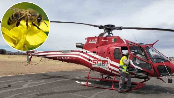 Trabajadores son trasladados al hospital en helicóptero por ataque de abejas en Arizpe
