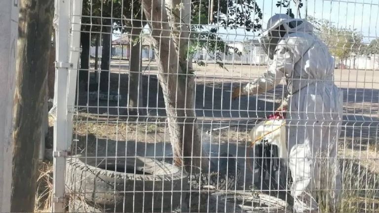 Trabajadores son trasladados al hospital en helicóptero por ataque de abejas en Arizpe