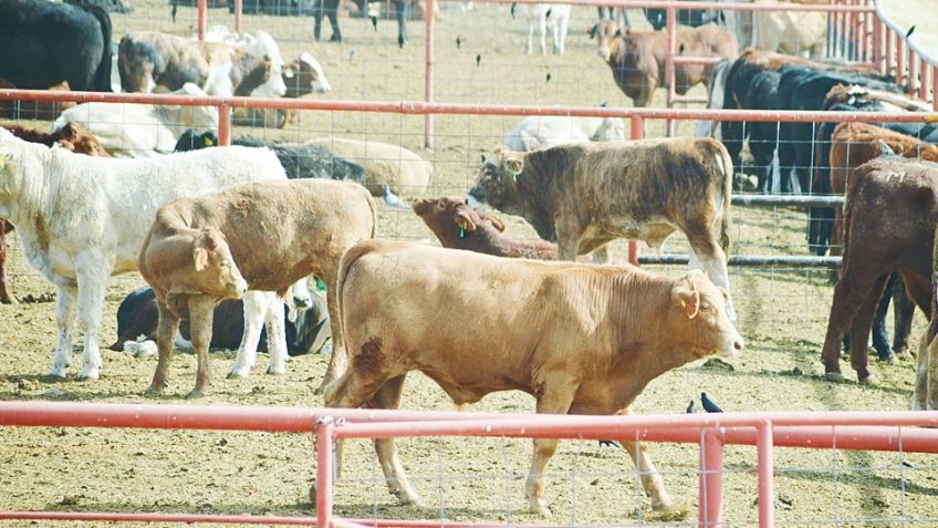 Afecta a ganaderos de Nogales cierre fronterizo; pierden 2 millones de pesos por día