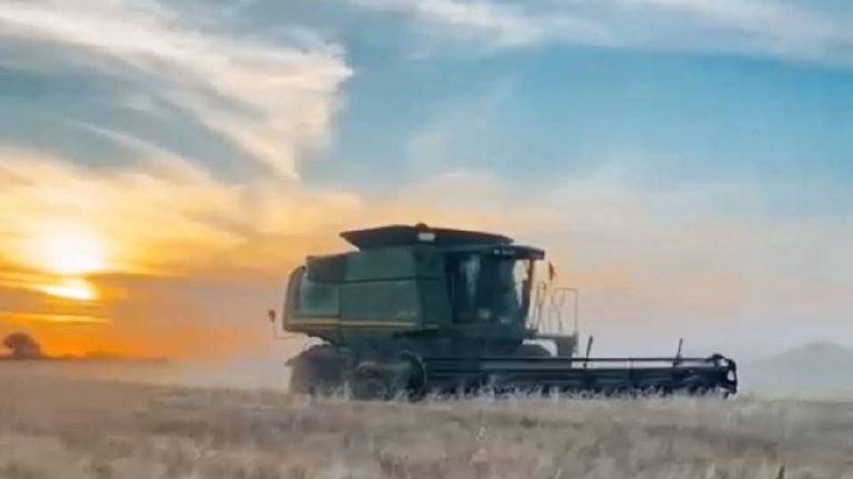 Piden productores precio justo para trigo cristalino en Ciudad Obregón