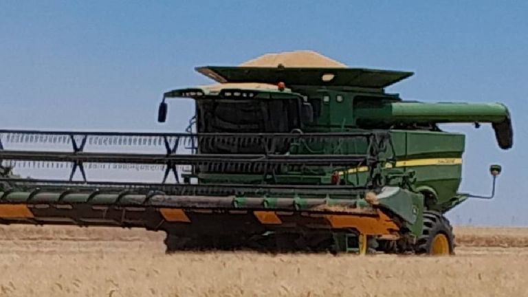 Piden productores precio justo para trigo cristalino en Ciudad Obregón