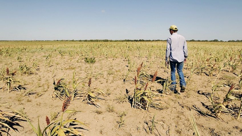 Por sequía, se han dejado de sembrar 2 mil 500 hectáreas en Guaymas y Empalme