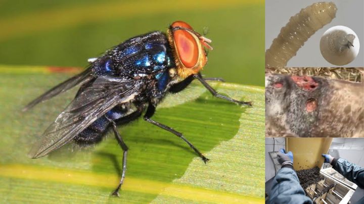 Moscas estériles: todo lo que tienes que saber sobre el método contra el gusano barrenador