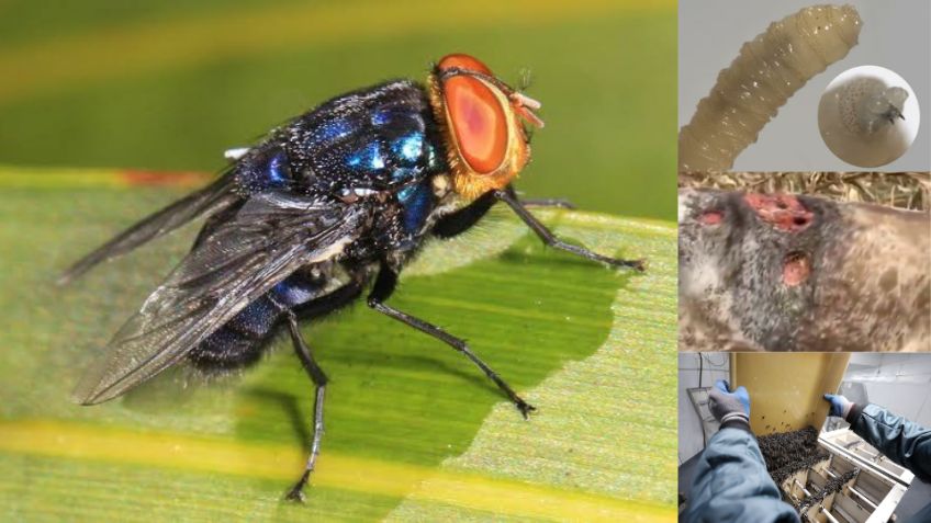 Moscas estériles: todo lo que tienes que saber sobre el método contra el gusano barrenador