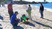 Foto ilustrativa de la nota titulada Se buscan voluntarios para la protección de tortugas marinas en playas de Guaymas